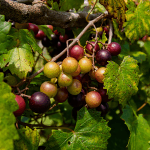 Southern Jewel Muscadine Grape
