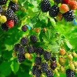 Von Blackberry Bush