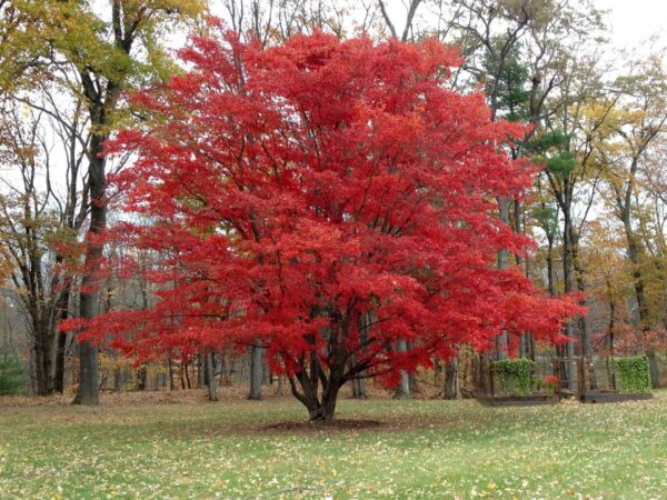Red Map Tree Red Maple Tree – Chestnut Hill Outdoors