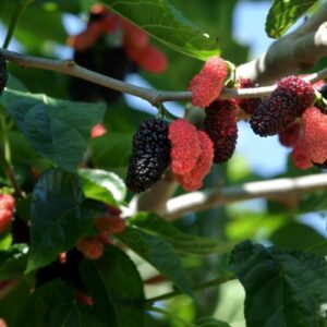 Illinois Everbearing Mulberry Tree