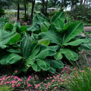 Truly Tiny Dwarf Banana Tree