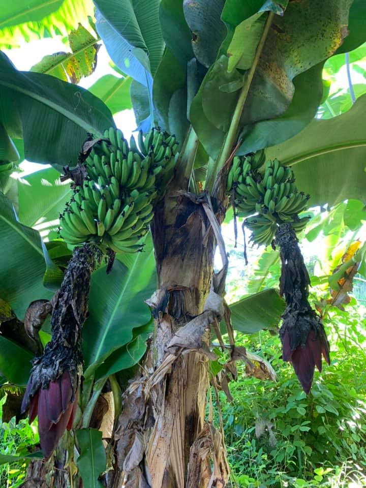 Double Mahoi Banana Tree