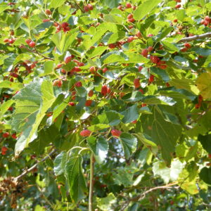 Native Red Mulberry Tree (Morus Rubra)